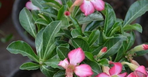 浇水不当引起的瘫软