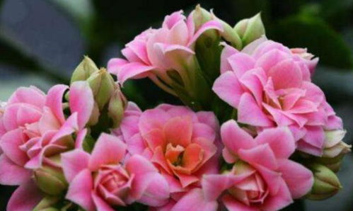 牵牛花：柔弱却顽强