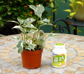 水培还是土培，新手如何选择？