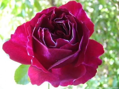 中花月季， 低调奢华