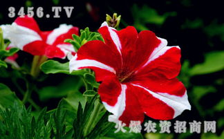 传统防治方法的利与弊