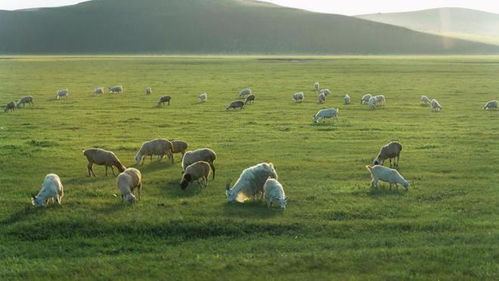 泉州豆粕价格波动大，豆粕作为饲料，对养殖成本有何影响？