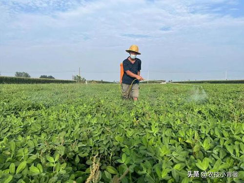 你好，下雨天一般是不Neng给秧苗打杀虫剂的。