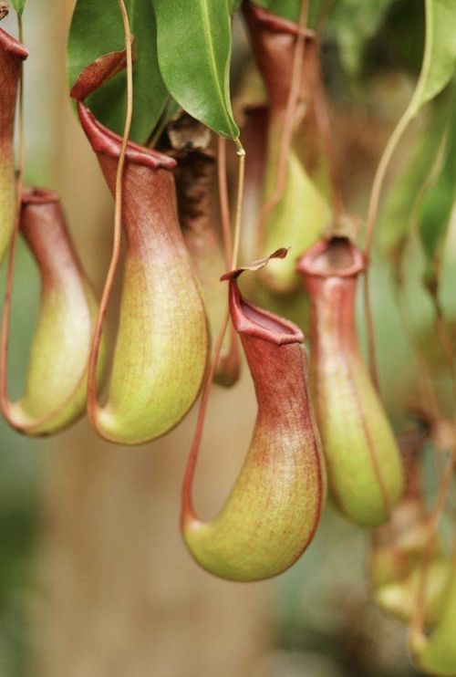 猪笼草的结构：一窥究竟