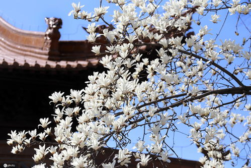 城市绿化中的玉兰美