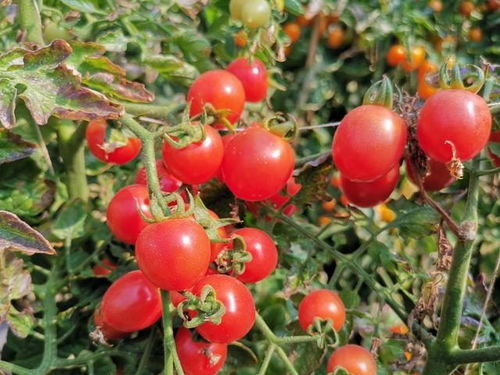 二、 番茄：红彤彤的果实家的味道