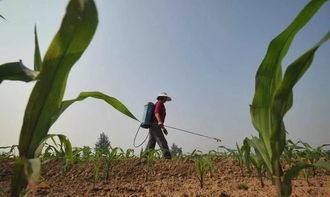 一、玉米在3～5叶期