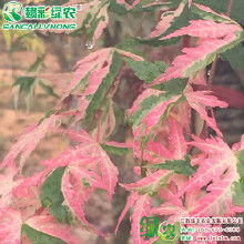 红枫树苗的价格，红冠红枫的价格揭秘