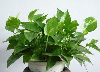 植物， 自然的空气净化器