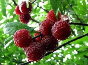 沙藏催芽，有妙招