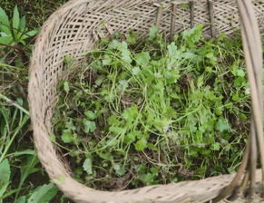 满天星如何种植才能长得好，最佳种植时间和方法是什么
