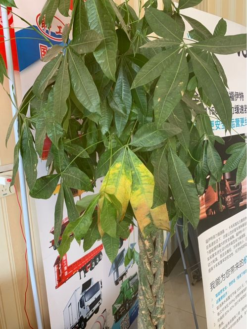 避坑提醒：浇水要讲究