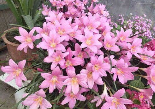 秋季种花，这六种花一定要尝试！