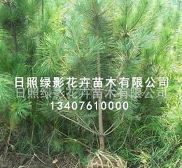 黑松的美丽与价格