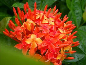 茶花色彩多， 花期长又长