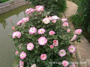 1. 丰花月季