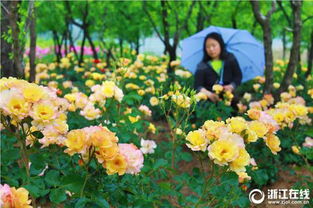 月季园的浪漫花海