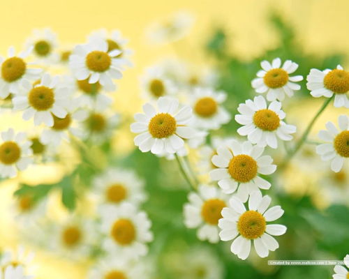 等待花开的诗意：寄托思念的花语