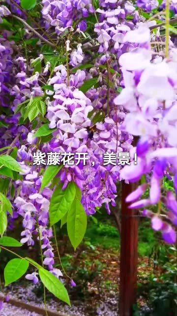 紫藤花开了叶子还没长出来怎么办？