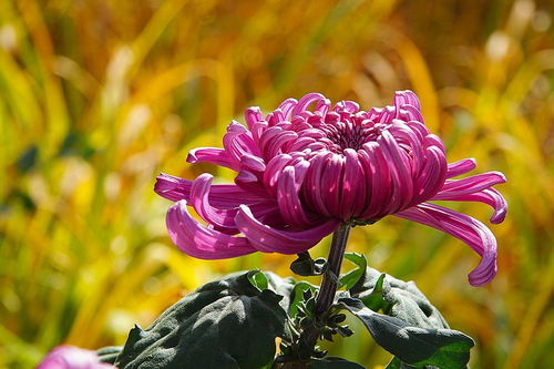 菊花快速开花，秘诀是什么