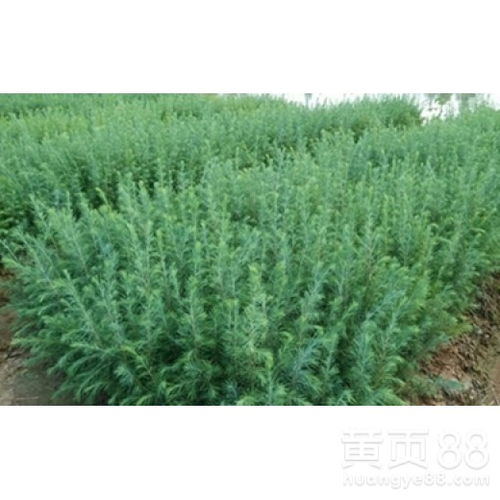 银庄农业科技有限公司，全国大型果树苗批发基地