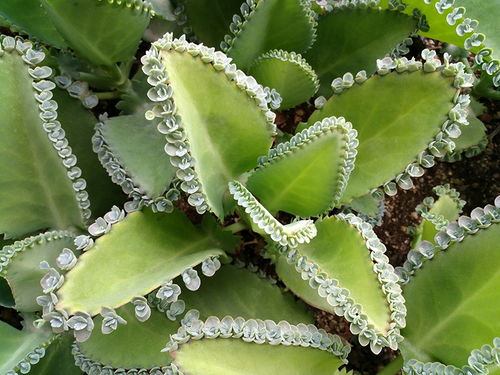 种植与养护小贴士