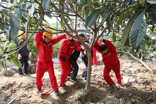 植树节活动，全民参与