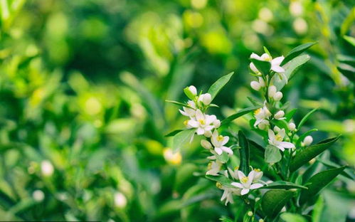 油菜籽花期喷农药的种类