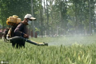 公园农药喷洒，兔兔平安吗？