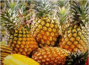 菠萝叶子为何变红？一探究竟