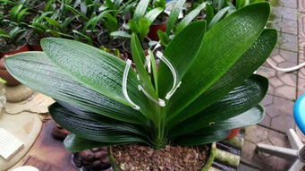 根治黄锈病，我有妙招