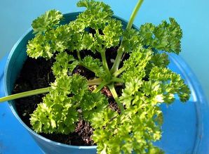 适合作草坪植物：耐修剪、易生长的草种