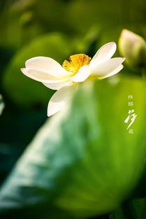 夏日花的生命感悟