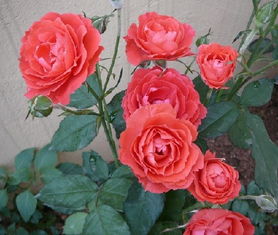 科学养殖，避免中毒风险