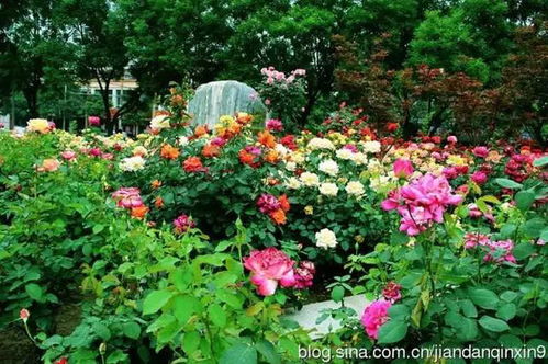 月季的生长习性