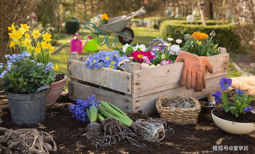 生活废弃物变肥料， 促进花卉生长