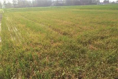 开头：水稻田里的烦恼