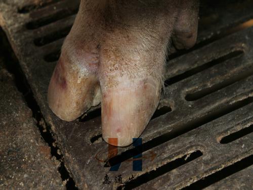 母猪蹄问题频发，背后原因竟是……超实用修蹄指南来破局