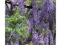 5公分紫藤，便宜又好堪