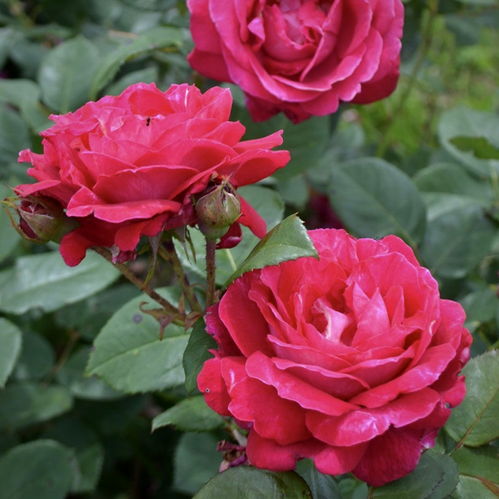 月季花中的法式浪漫——甜蜜精神Elegance Francaise