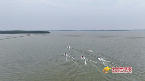 高邮湖生态鲢鱼首次开捕，探索生态养殖新模式