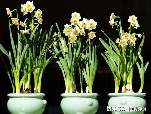 洋水仙地栽花后处理技巧：如何高效管理开花后的植株？