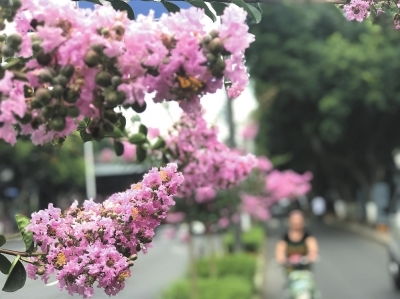 紫薇花开, 是不是只有大城市才有