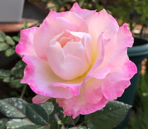 大花月季品种大盘点：花香浓郁， 美不胜收