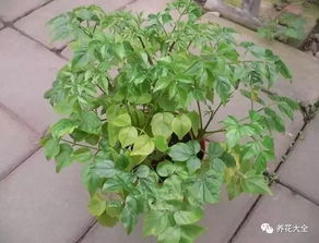 幸福树老掉叶子怎么办？如何处理老去叶子让幸福树恢复生机