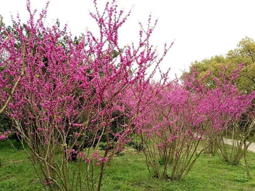 红叶李在园林中的应用