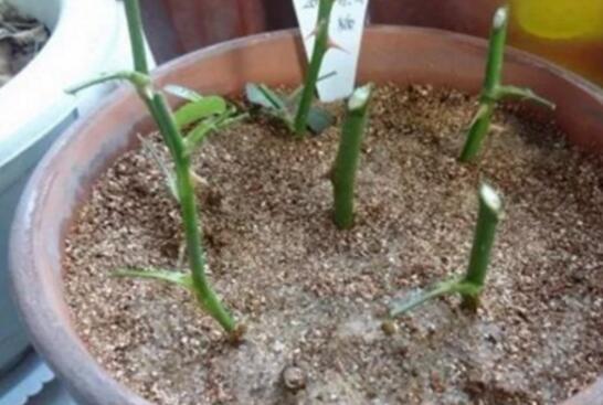 黄兰花扦插的最佳时间是什么时候？有没有什么特别需要注意的养殖方法