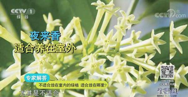 夜来香香气浓郁，是否适合放置在卧室