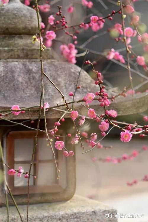 花中四君子之谜