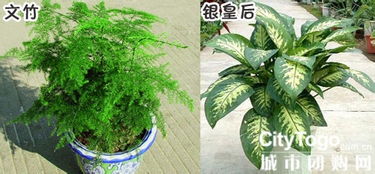 室内空气质量优化：如何借助植物进行环境净化